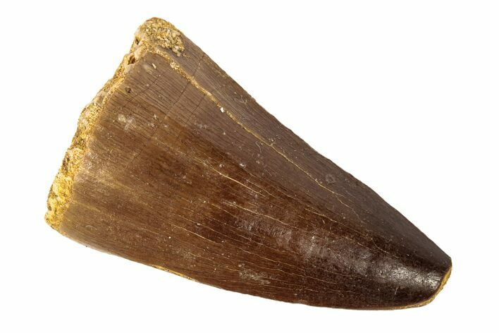 Fossil Mosasaur (Prognathodon) Tooth - Morocco #186498